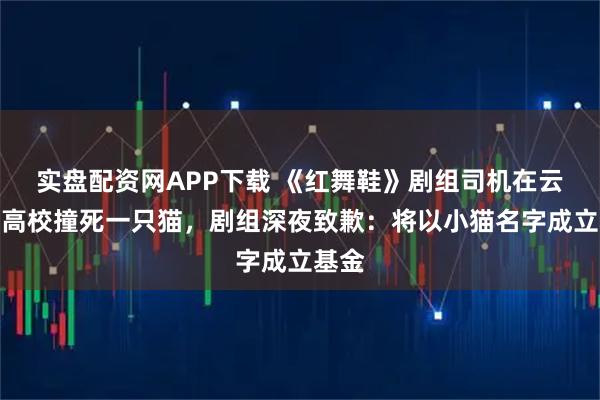实盘配资网APP下载 《红舞鞋》剧组司机在云南一高校撞死一只猫，剧组深夜致歉：将以小猫名字成立基金